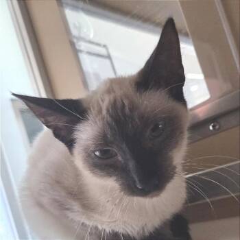 Sebastian -  Domestic Short Hair Cat for Adoption in Leander, Texas - Sebastian | PetCurious