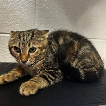 Ferbette -  Domestic Short Hair Cat for Adoption in Spruce Pine, North Carolina - Ferbette | PetCurious