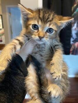 Rescue Domestic Short Hair Cats for Adoption in Port Washington, Wisconsin - Andy | PetCurious