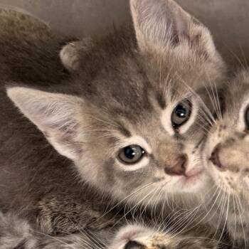 Sichuan -  Domestic Short Hair Cat for Adoption in Evansville, Indiana - Sichuan | PetCurious