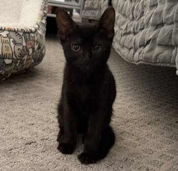 Rescue Domestic Short Hair Cats for Adoption in Fort Worth, Texas - Thor (pre-adopt) | PetCurious