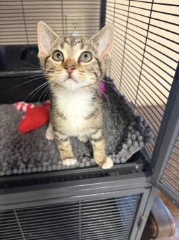 Domestic Short Hair Cats Available for Adoption in Social Circle, Georgia - Louie | PetCurious