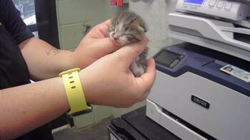 Rescue Domestic Short Hair Cats for Adoption in Tulsa, Oklahoma - CUMULO | PetCurious