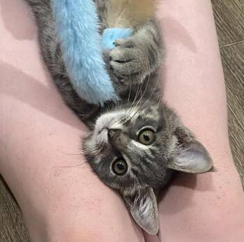 Willet -  Domestic Short Hair Cat for Adoption in Dallas, Texas - Willet | PetCurious