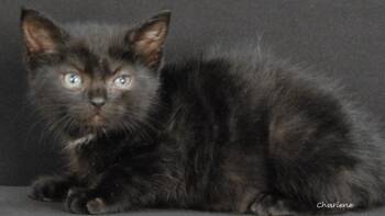 Wubbzy -  Domestic Short Hair Cat for Adoption in Newland, North Carolina - Wubbzy | PetCurious