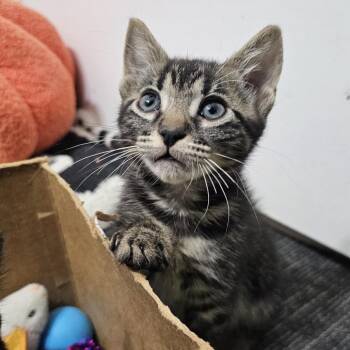 Marinara -  Domestic Short Hair Cat for Adoption in Pompano Beach, Florida - Marinara | PetCurious