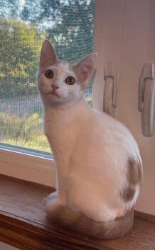 Rescue Domestic Short Hair Cats for Adoption in Menasha, Wisconsin - Andy | PetCurious