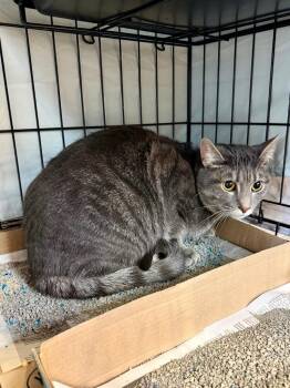 Domestic Short Hair Cats Available for Adoption - Degrassi | PetCurious