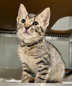 Domestic Short Hair Cats Available for Adoption in San Francisco, California - ZACKARY | PetCurious