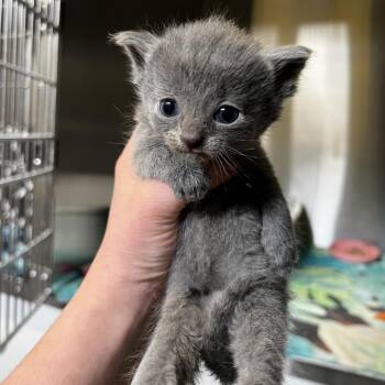 Domestic Short Hair Cats Available for Adoption in Harrisville, West Virginia - Blake | PetCurious