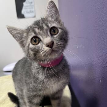 Lucinda -  Domestic Short Hair Cat for Adoption in Englewood, Florida - Lucinda | PetCurious