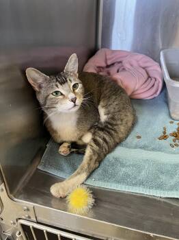 Neeko -  Domestic Short Hair Cat Available for Adoption in Washington, Utah - Neeko | PetCurious