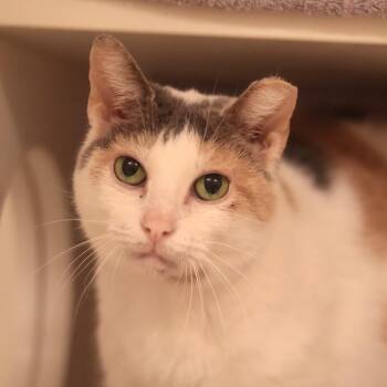 Cuddles -  Domestic Short Hair Cat for Adoption in Philadelphia, Pennsylvania - Cuddles | PetCurious
