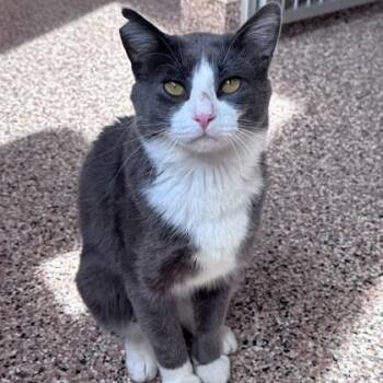 Agate -  American Shorthair Cat for Adoption in Hackensack, Minnesota - Agate | PetCurious