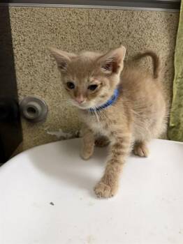 CHEESE BALL (CB) -  Domestic Short Hair Cat for Adoption in Riverside, California - CHEESE BALL (CB) | PetCurious