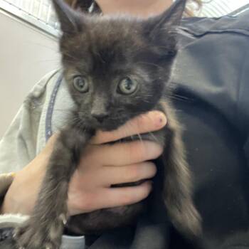 Raven -  Domestic Short Hair Cat for Adoption in Bristol, Indiana - Raven | PetCurious