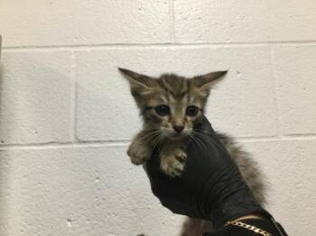 Domestic Short Hair Cats Available for Adoption in Thousand Palms, California - A1917301 | PetCurious