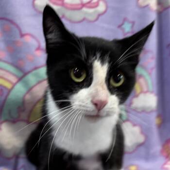 Rescue Domestic Short Hair Cats for Adoption in Tillsonburg, Ontario - ECLAIR | PetCurious