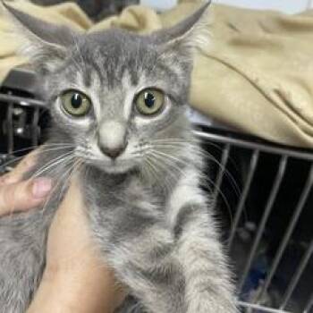 India (FKA C KIT 6) -  Domestic Short Hair Cat for Adoption in Marble, North Carolina - India (FKA C KIT 6) | PetCurious