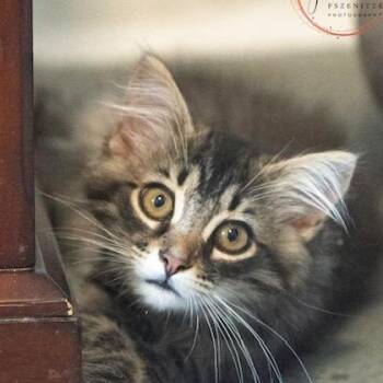 Mason INQUISITIVE PURR MACHINE -  Maine Coon Cat for Adoption in Bethel, Connecticut - Mason INQUISITIVE PURR MACHINE | PetCurious