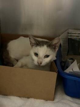 Carmen -  Domestic Short Hair Cat for Adoption in West Chester, Pennsylvania - Carmen | PetCurious