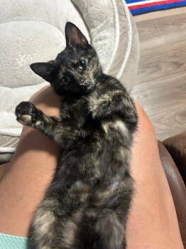 Amelia -  Domestic Short Hair Cat for Adoption in Cincinnati, Ohio - Amelia | PetCurious