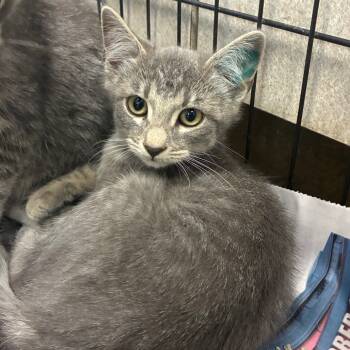 Rescue Domestic Short Hair Cats for Adoption in San Antonio, Texas - Shock | PetCurious