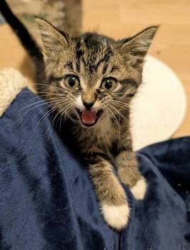 Dare -  Domestic Short Hair Cat for Adoption in Dayton, Minnesota - Dare | PetCurious