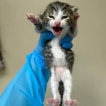 Domestic Short Hair Cats Available for Adoption in Birmingham, Alabama - Vivo | PetCurious