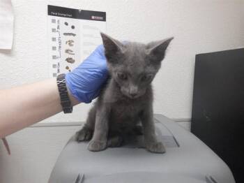 JASPER -  Russian Blue and Domestic Short Hair Cat for Adoption in Oroville, California - JASPER | PetCurious