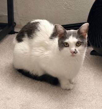 Domestic Short Hair Cats Available for Adoption in Colorado Springs, Colorado - DELLA | PetCurious
