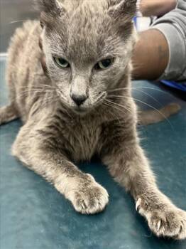 Domestic Short Hair Cats Available for Adoption - CHLOE | PetCurious