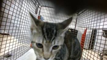 Domestic Short Hair Cats Available for Adoption - TITA | PetCurious