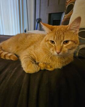 Simba -  Domestic Short Hair Cat for Adoption in Owensboro, Kentucky - Simba | PetCurious