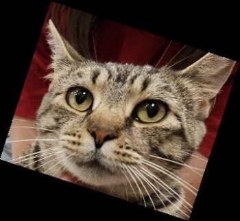 Rescue Domestic Short Hair Cats for Adoption in Evans City, Pennsylvania - Clover | PetCurious