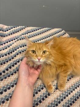 Lucy Cheetah -  Domestic Long Hair Cat for Adoption in Bloomington, Indiana - Lucy Cheetah | PetCurious