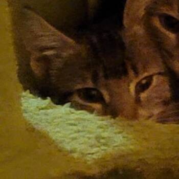 Ray -  Domestic Short Hair Cat for Adoption in Bedford, New Hampshire - Ray | PetCurious