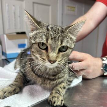 Domestic Short Hair Cats Available for Adoption - Popcorn | PetCurious