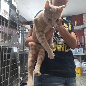 Bumble -  Domestic Short Hair Cat for Adoption in Lakeland, Florida - Bumble | PetCurious