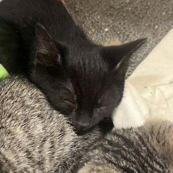 Reptile -  Domestic Short Hair Cat Available for Adoption in Voorhees Township, New Jersey - Reptile | PetCurious