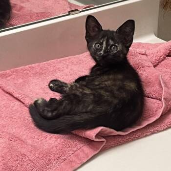 Amber -  Domestic Short Hair Cat for Adoption in Houston, Texas - Amber | PetCurious