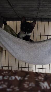 Rescue Domestic Short Hair Cats for Adoption in Springfield, Oregon - Pistachio | PetCurious