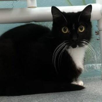 Lucy - Barn or Shop Beauty -  Tuxedo Cat for Adoption in Hoquiam, Washington - Lucy - Barn Or Shop Beauty | PetCurious