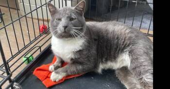 Domestic Short Hair Cats Available for Adoption - Vaughn | PetCurious