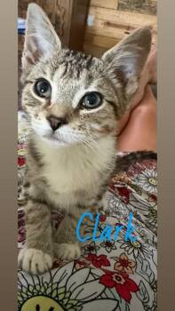 Clark -  Domestic Short Hair Cat for Adoption in Johnson City, Tennessee - Clark | PetCurious