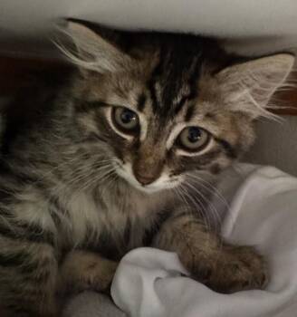 Abbey -  Tabby Cat for Adoption in Kennewick, Washington - Abbey | PetCurious
