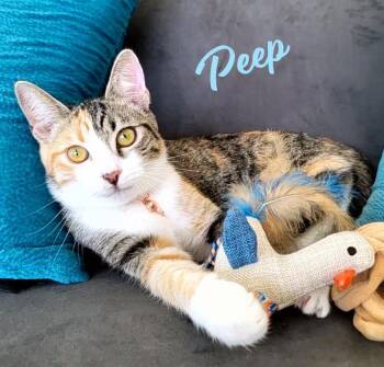 Rescue Calico and Tabby Cats for Adoption in Houston, Texas - Peep #feline-koala | PetCurious