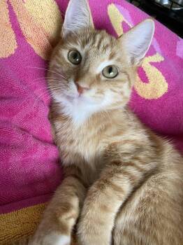 Sundance -  Tabby Cat for Adoption in Fort Myers, Florida - Sundance | PetCurious