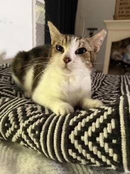 Fifi -  Domestic Short Hair Cat for Adoption in Fort Worth, Texas - Fifi | PetCurious