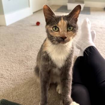 Rescue Domestic Short Hair Cats for Adoption in Brownsboro, Alabama - Eloise | PetCurious